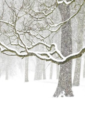 Branches greeting card featuring a photo of snow-laden branches.
